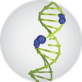 Tumor cells survive by repairing their damaged DNA via the PARP enzyme