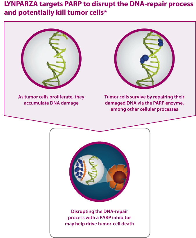 LYNPARZA MOA in mCRPC Monotherapy