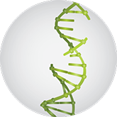 As ovarian tumor cells proliferate, they accumulate DNA damage