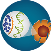 Disrupting the DNA-repair process with a PARP inhibitor may help drive tumor-cell death