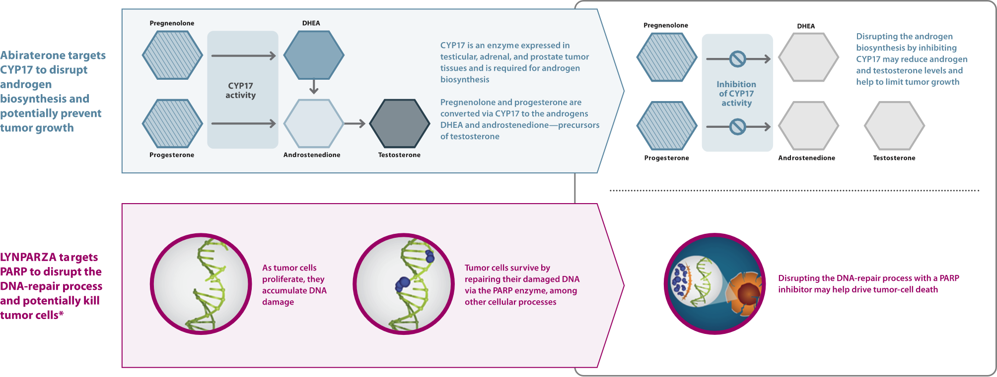 LYNPARZA MOA in mCRPC Combination Therapy