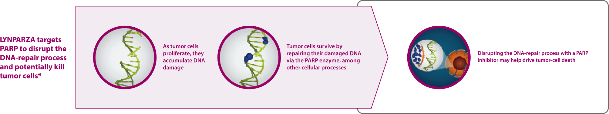 LYNPARZA MOA in mCRPC Monotherapy